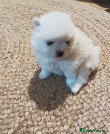 Pomerania perros - Anuncio 4