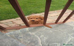 Caniche Enano perros en venta: Machito caniche enano - Imagen 1