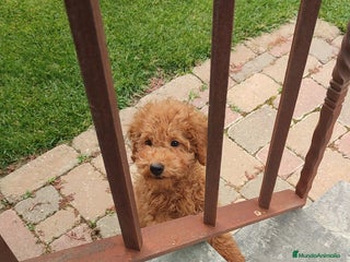 Caniche Enano perros - Anuncio 1