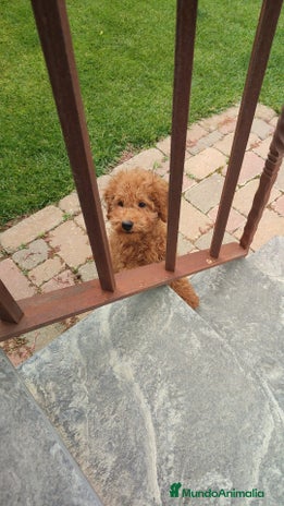 Caniche Enano perros - Anuncio 1