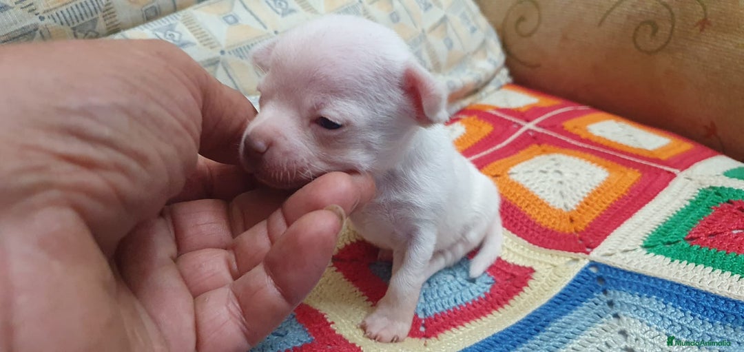 Chihuahua perros en venta: Chihuahua toys cabeza manzana  - Imagen 4