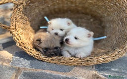 Pomerania perros en venta: Pomeranias para entregar en septiembre  - Imagen 5