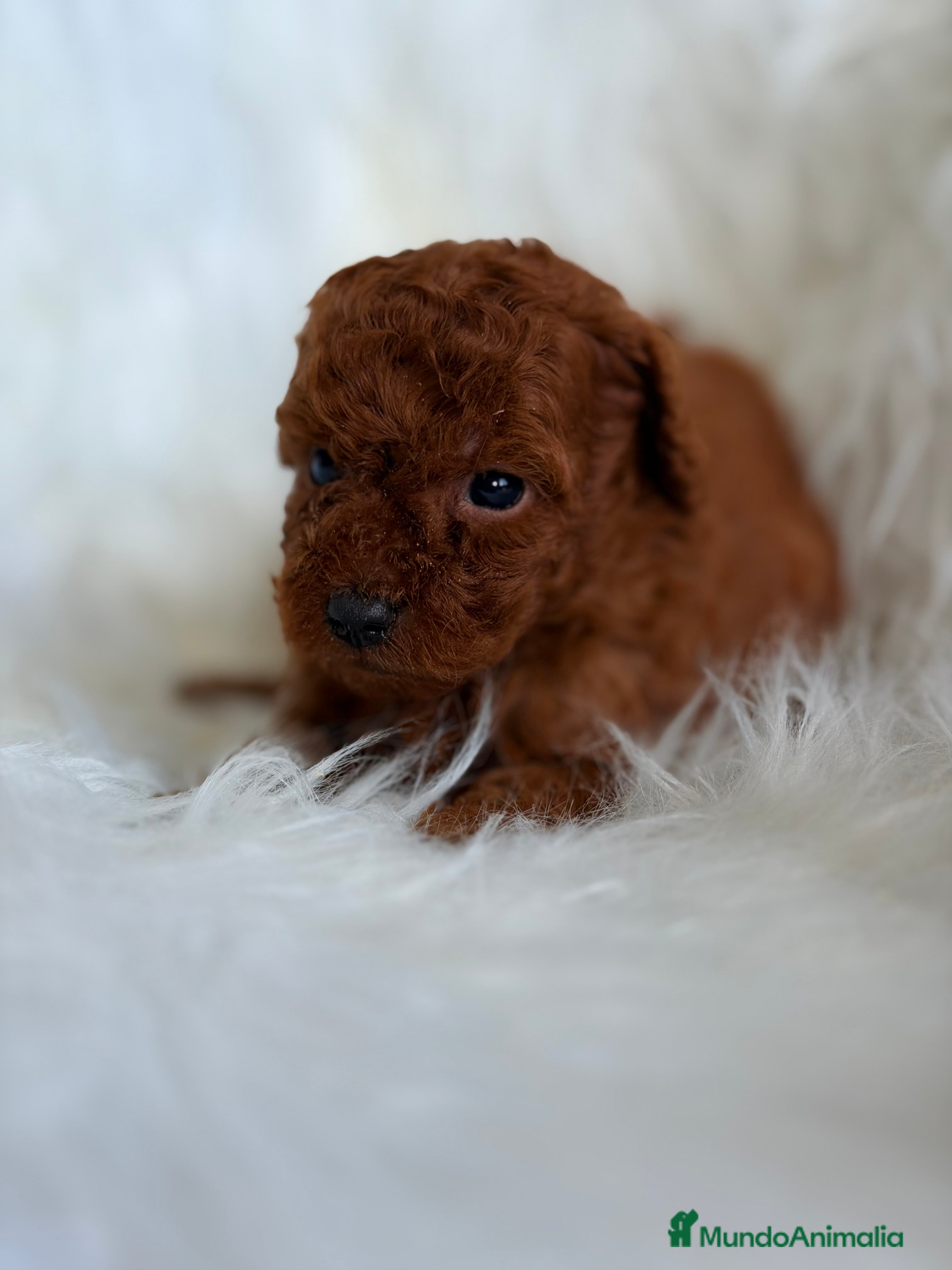 Caniche Toy perros Caniche rojo pimentón Toy  - Anuncio 4