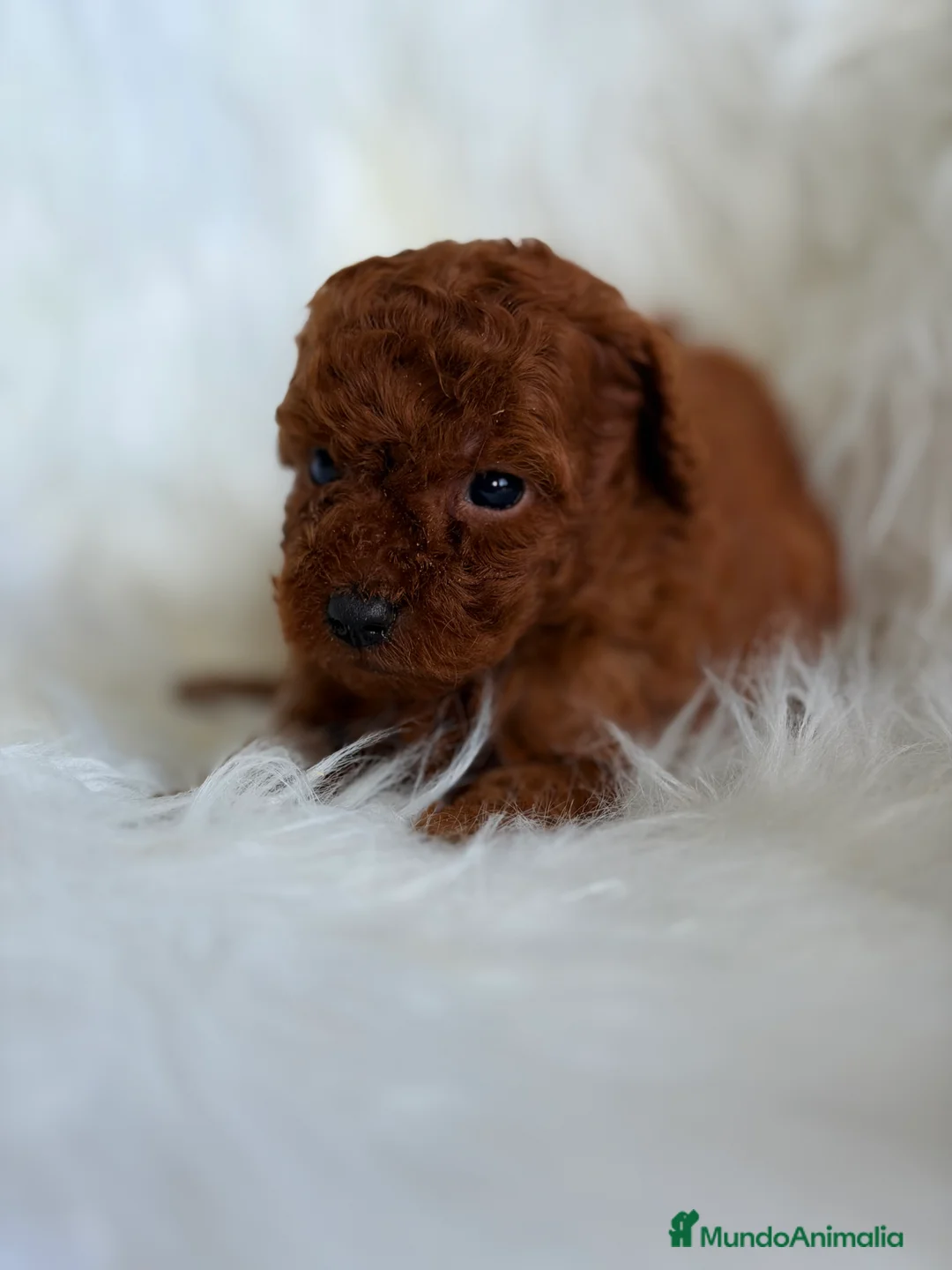 Caniche Toy perros en venta: Caniche rojo pimentón Toy  - Anuncio 1