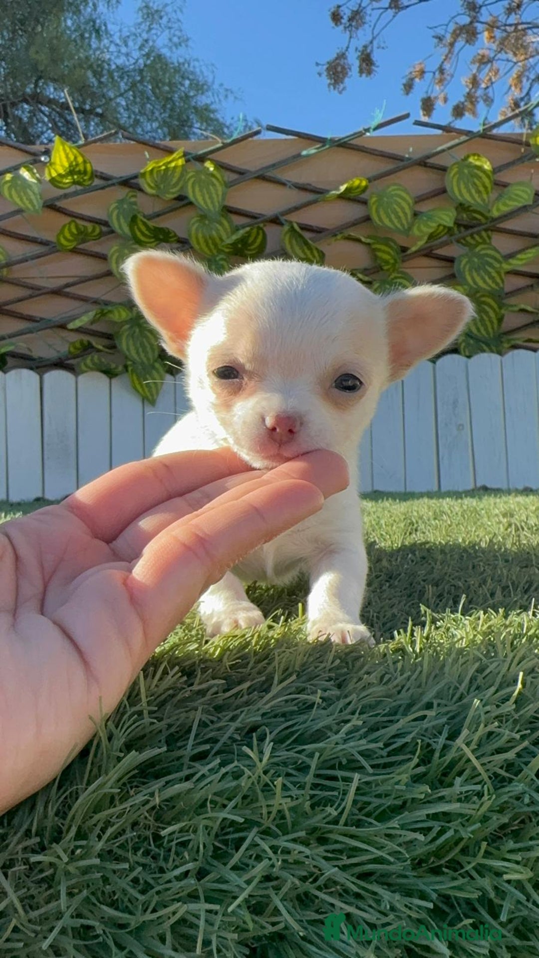 Chihuahua perros en venta: CHIHUAHUA HEMBRA - Anuncio 6