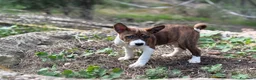 Basenji perros en venta: 🐾🐾🐾 BASENJI EXCLUSIVOS 🐾🐾🐾 - Anuncio 4