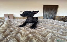 Galgo Español perros en venta: Galgo español  - Imagen 3