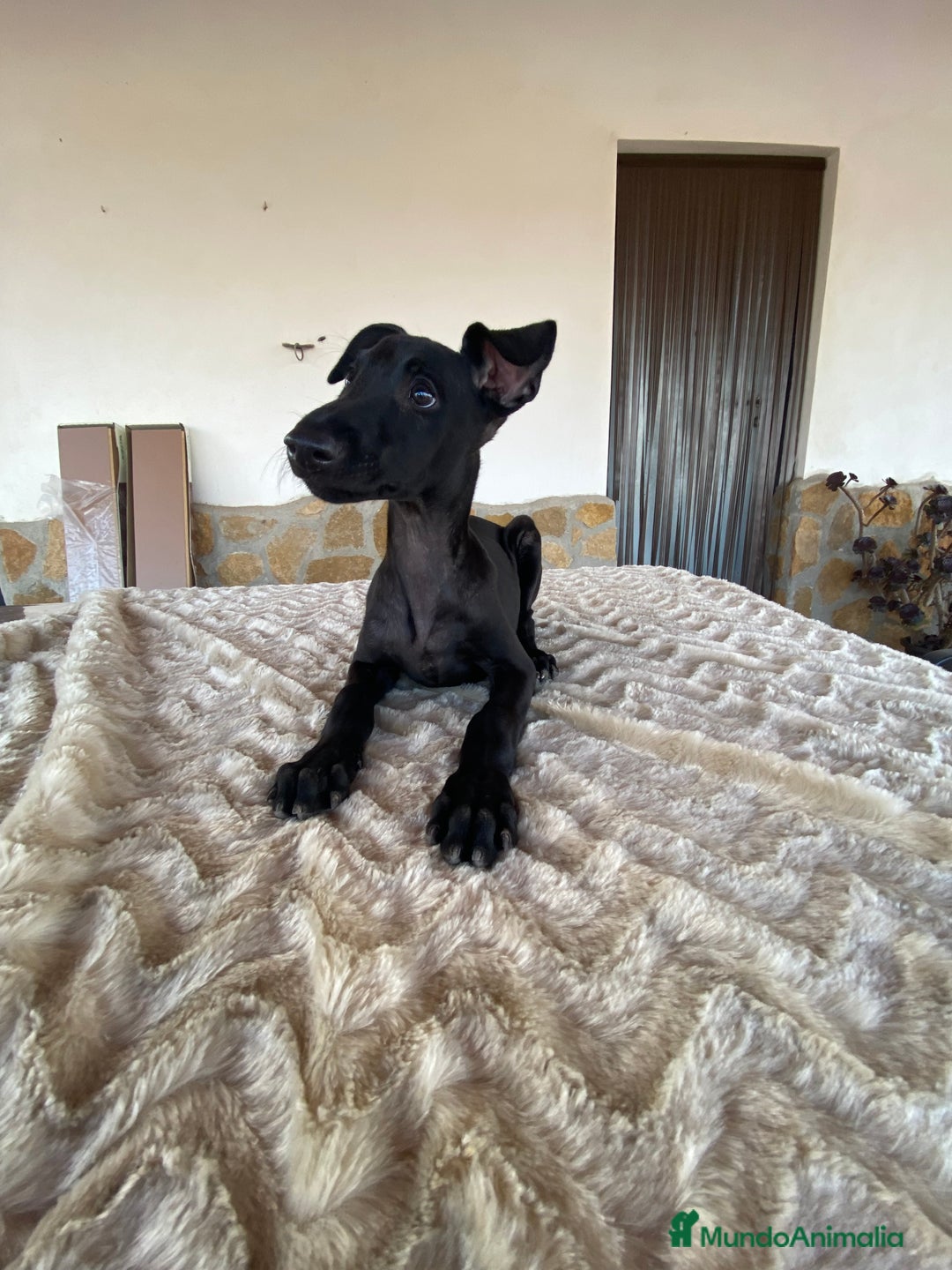 Galgo Español perros en venta: Galgo español  - Imagen 3