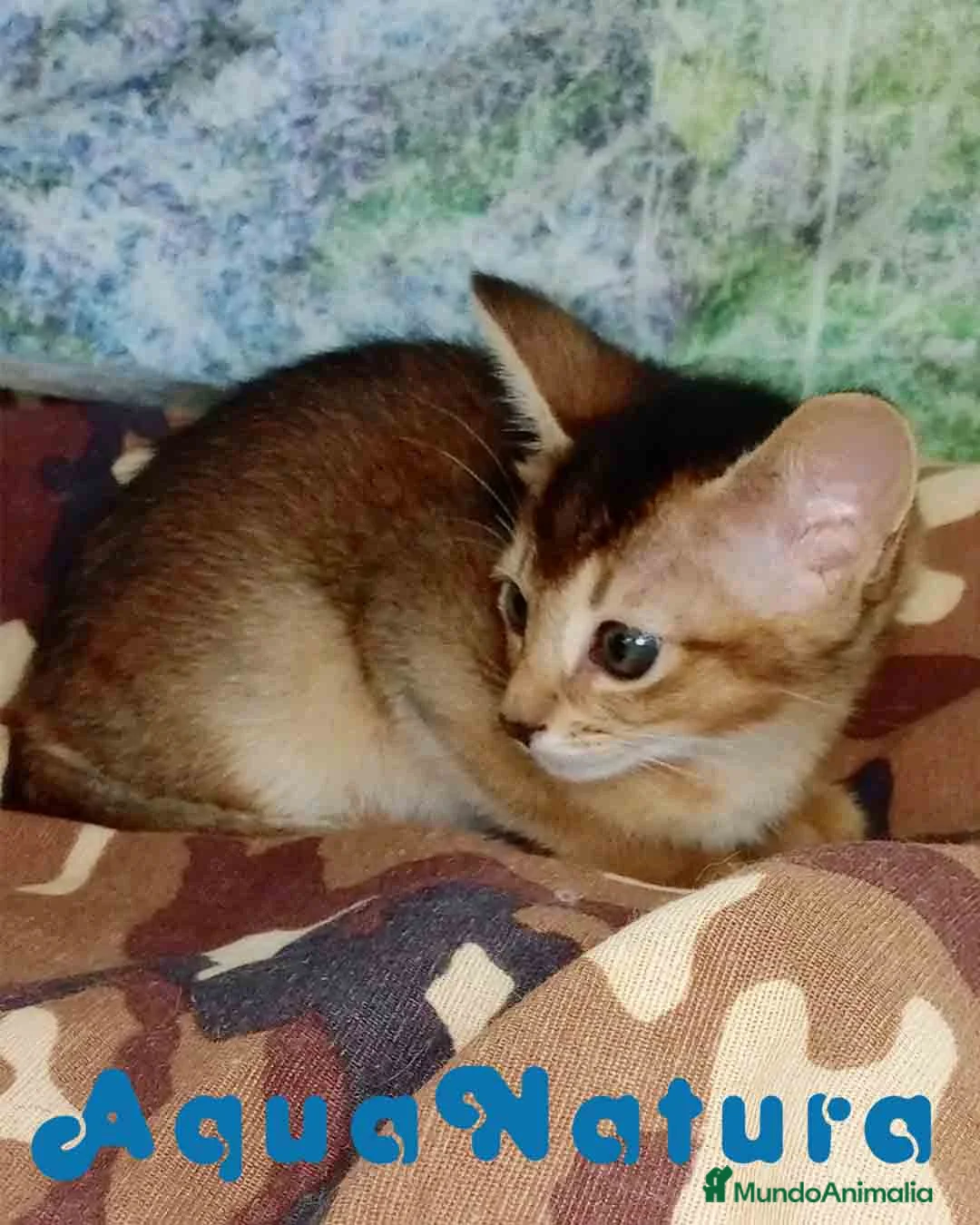 Abisinio gatos en venta: Abisinio Hembra de Santa 4178 - AQUANATURA en Barcelona - Anuncio 3