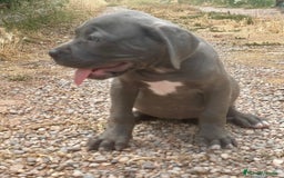 Cane Corso perros en venta: CANE CORSO - Imagen 2