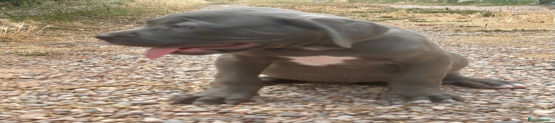 Cane Corso Cachorro 2