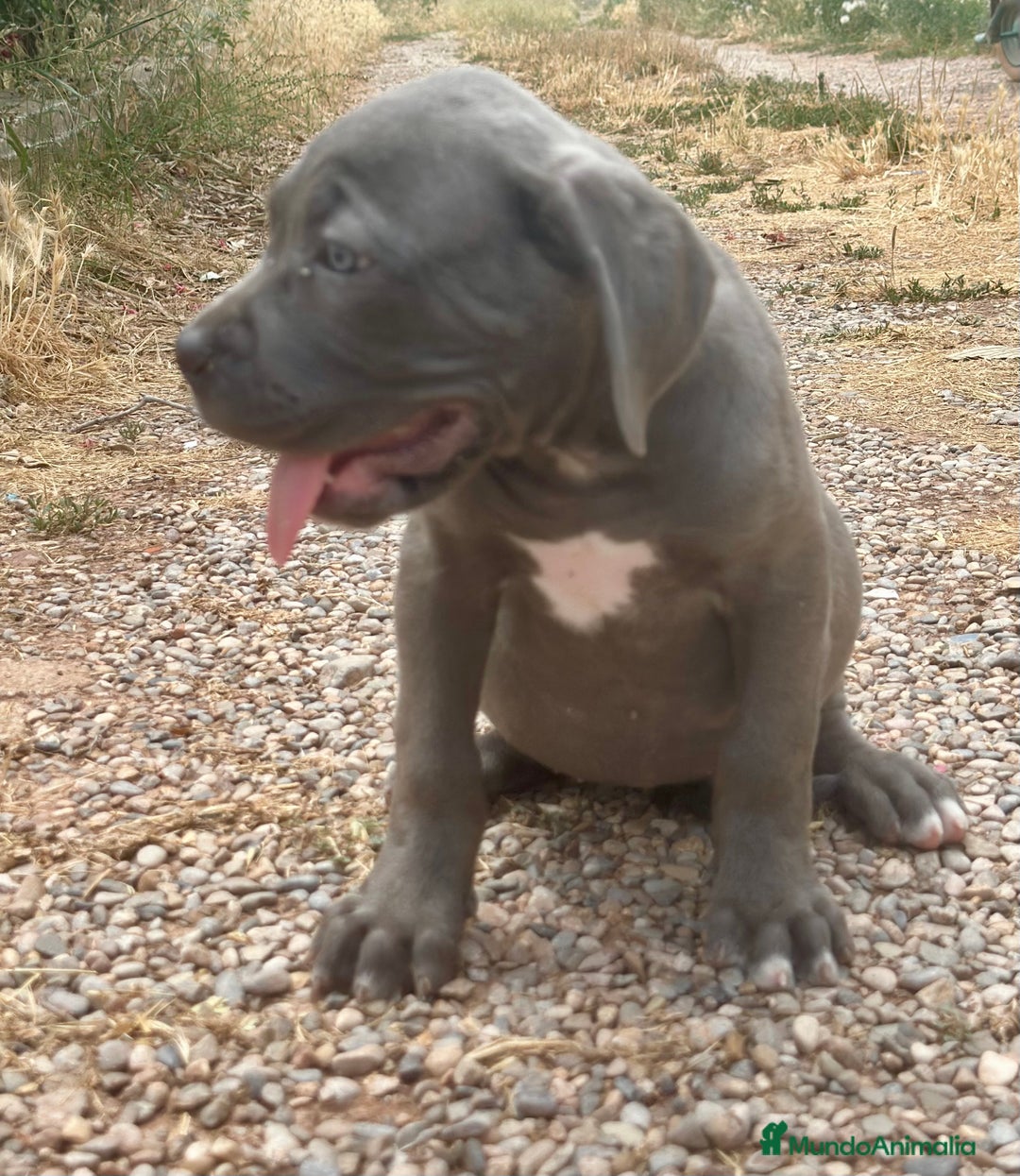 Cane Corso perros en venta: CANE CORSO - Imagen 2