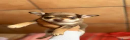 Chihuahua perros en venta: Chihuahua hembra chocomerle🩷🐶🐾 en Murcia - Anuncio 5