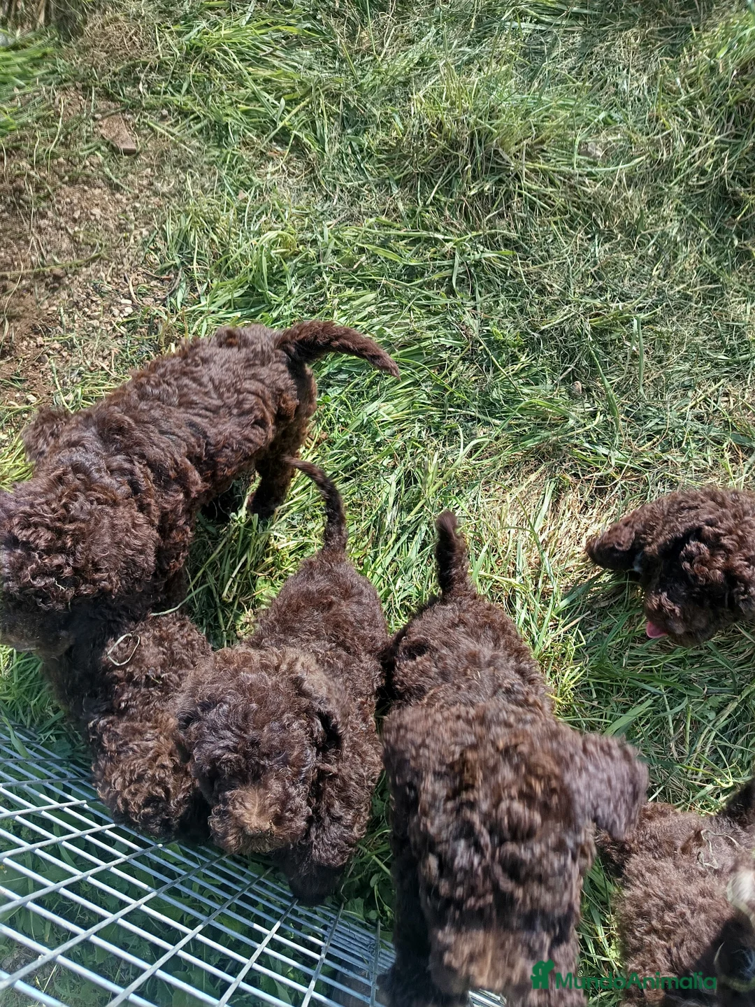 Perro de Agua Español perros en venta: Perro de agua  - Anuncio 2