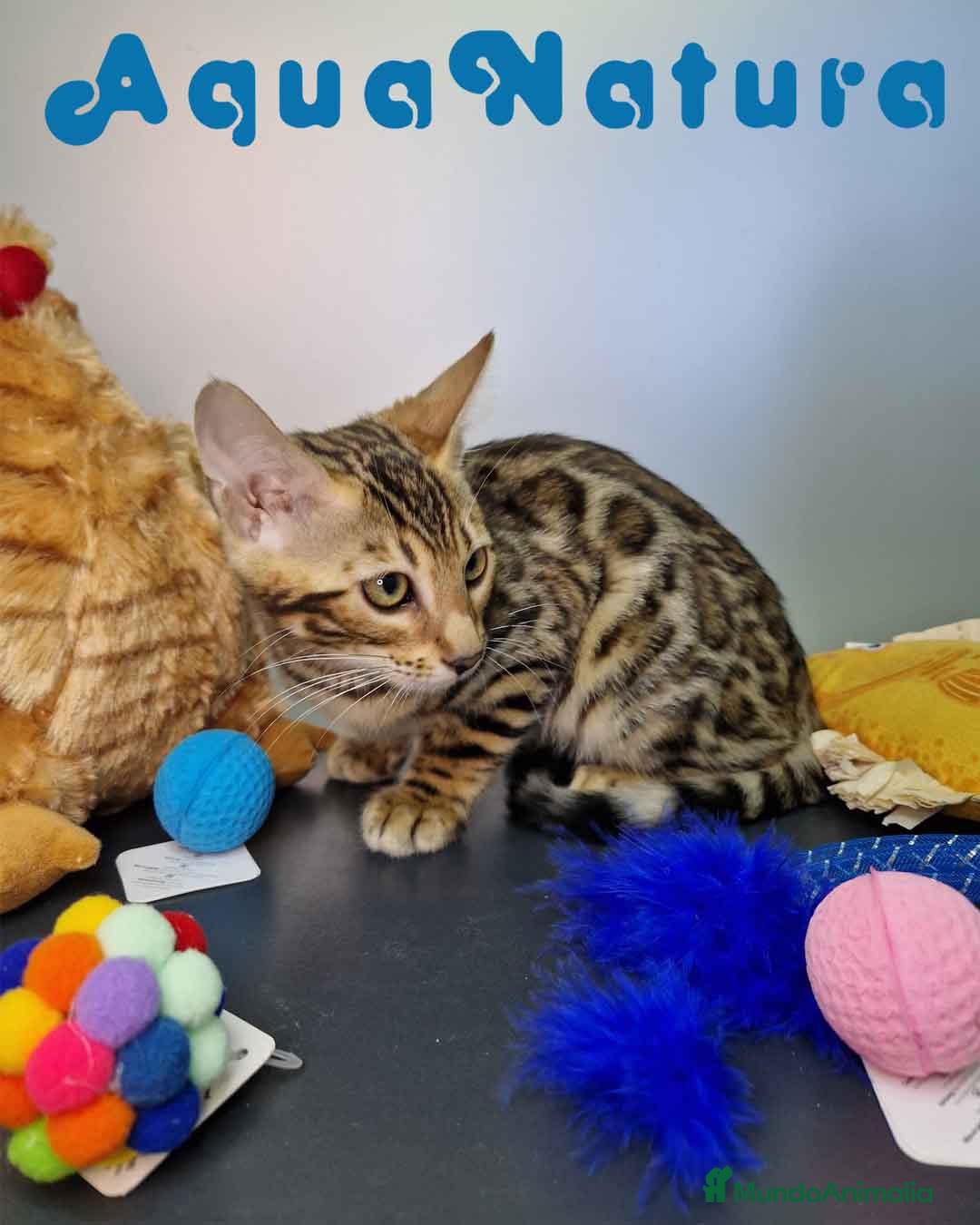 Bengalí gatos en venta: Bengali Hembra 4607 AQUANATURA - Imagen 6