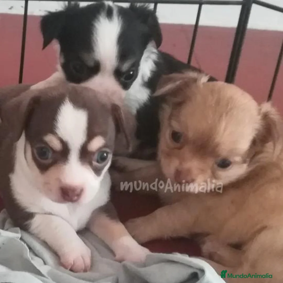 Imagen de galería {{count}}