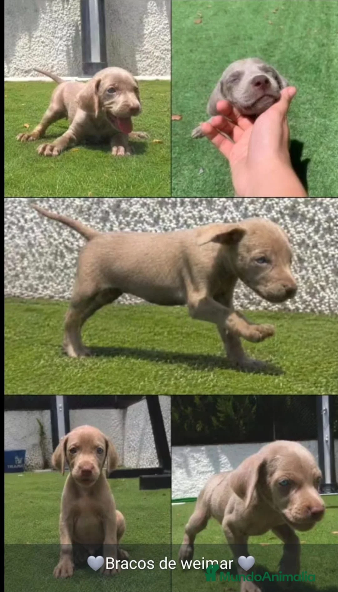 Weimaraner perros en venta: Braco de weimar de maxima calidad - Anuncio 1