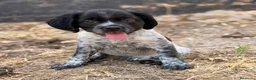 Épagneul Breton perros en venta: BRETON - Anuncio 2