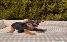 Pinscher Miniatura perros en venta: PINSCHER MINI EXÓTICO  - Imagen 2