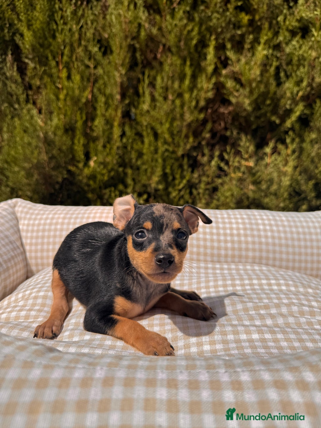 Pinscher Miniatura perros en venta: PINSCHER MINI EXÓTICO  - Imagen 2