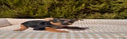 Pinscher Miniatura perros en venta: PINSCHER MINI EXÓTICO  - Anuncio 2