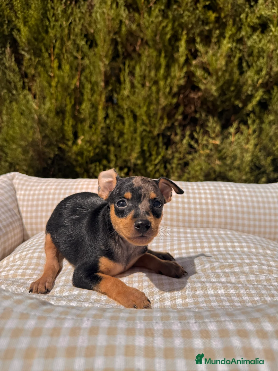 Pinscher Miniatura perros en venta: PINSCHER MINI EXÓTICO  - Anuncio 2