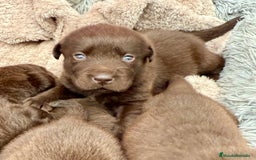Labrador Retriever perros en venta: Labrador Retrieber - Imagen 2