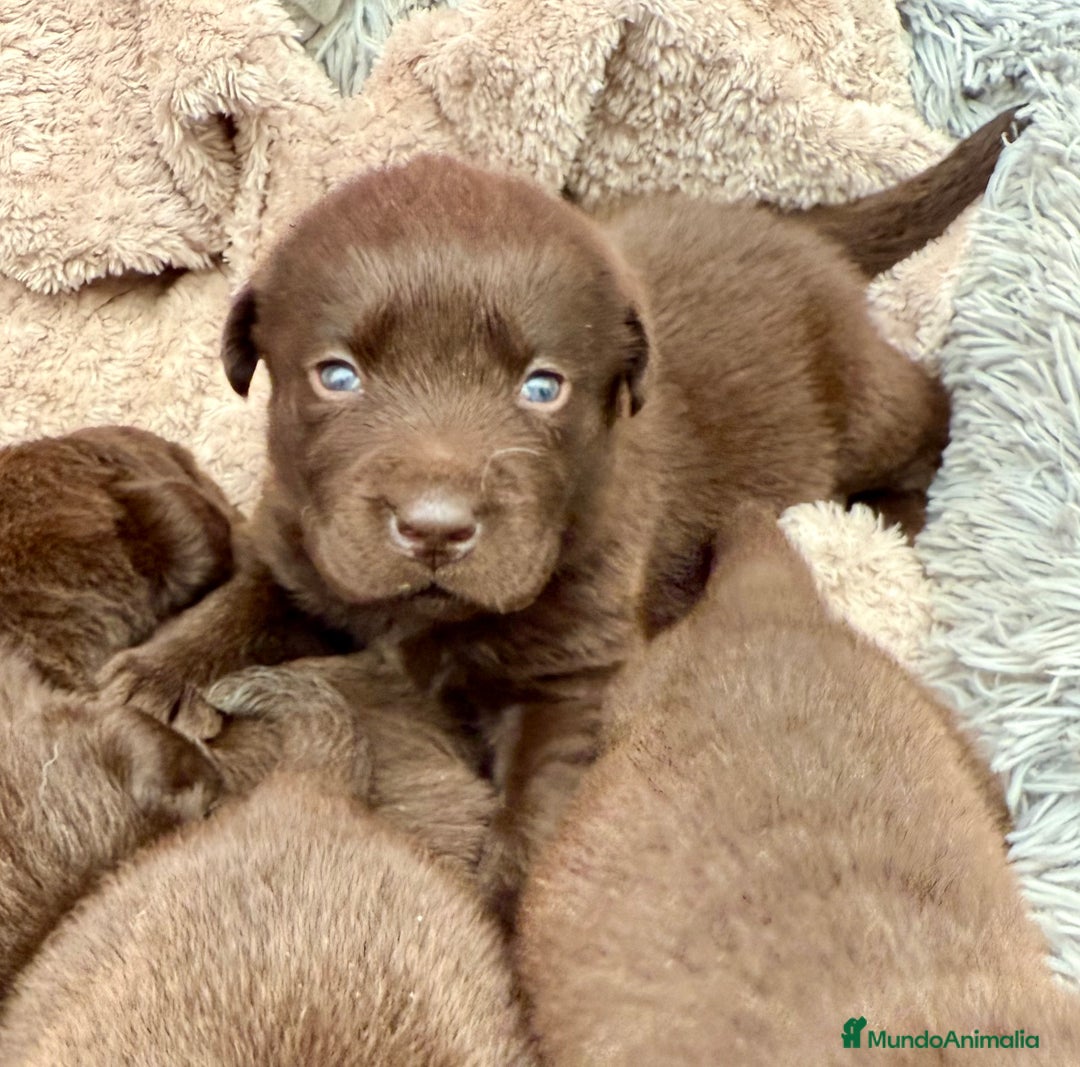 Labrador Retriever perros en venta: Labrador Retrieber - Imagen 2