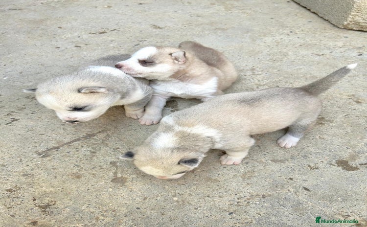Husky Siberiano perros - Anuncio 1