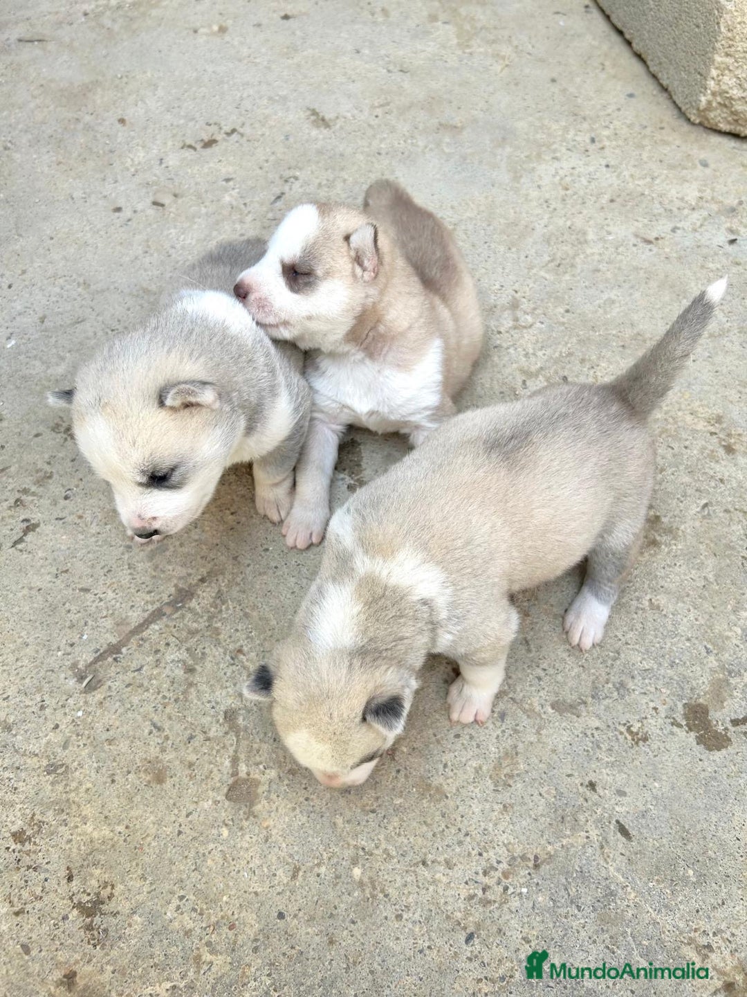 Husky Siberiano perros en venta: HUSKYS - Imagen 1