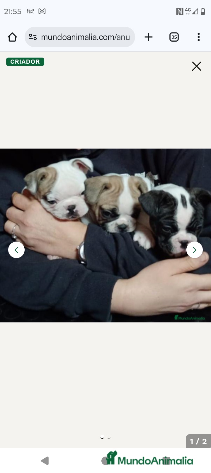 Bulldog Francés perros Bulldog francés  - Anuncio 30