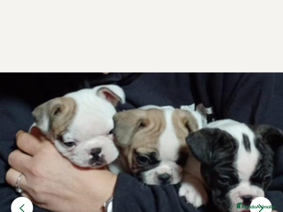 Bulldog Francés perros Bulldog francés - Anuncio 30