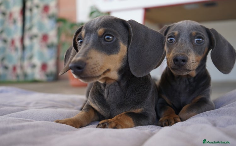 Teckel Miniatura perros - Anuncio 4