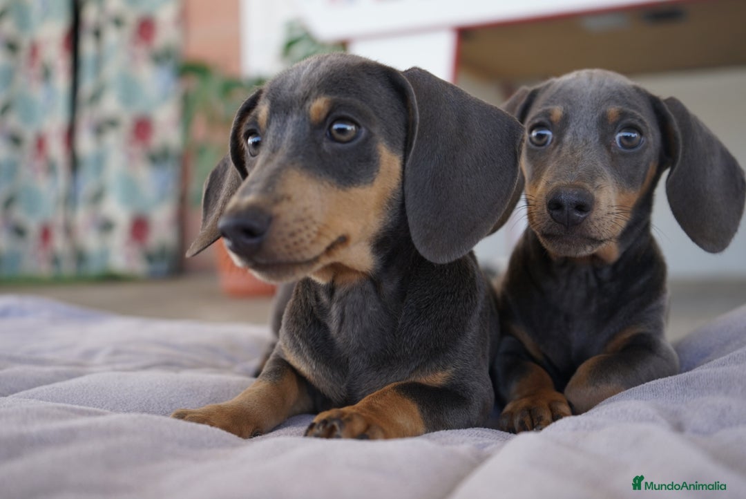 Teckel Miniatura perros en venta: 🔹 TECKEL MINIATURA 🔹 - Imagen 1