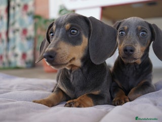 Teckel Miniatura perros - Anuncio 36