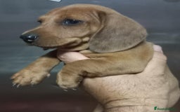 Teckel perros en venta: Teckel - Imagen 2