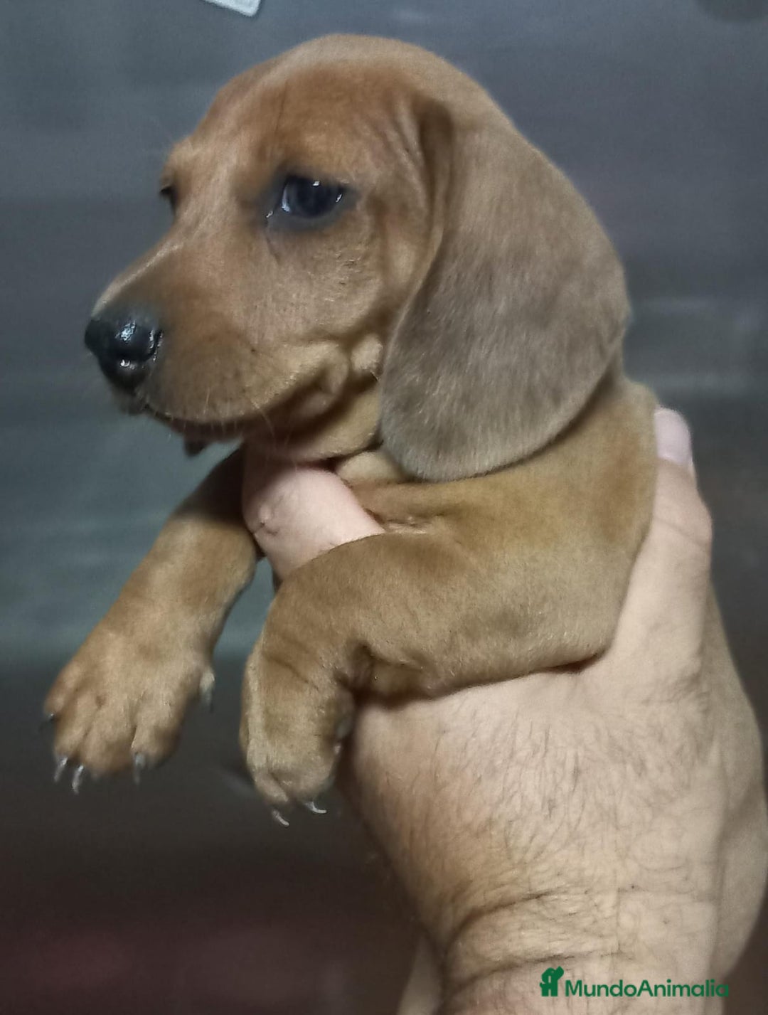 Teckel perros en venta: Teckel - Imagen 2