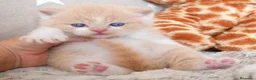 Británico de Pelo Corto gatos en venta: Camada espectacular British Shorthair Pedigree WCF - Anuncio 1