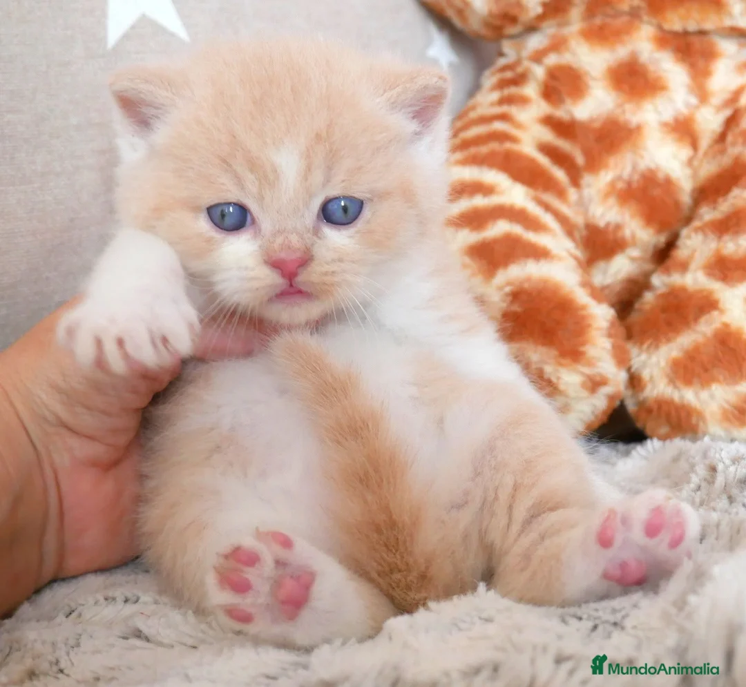 Británico de Pelo Corto gatos en venta: Camada espectacular British Shorthair Pedigree WCF - Anuncio 1