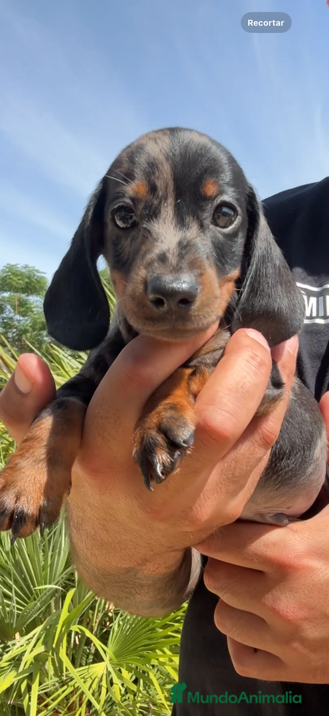 Teckel Miniatura perros en venta: TECKEL KANINCHEN TECKEL DEL PALMERAL CONÓCENOS - Anuncio 5