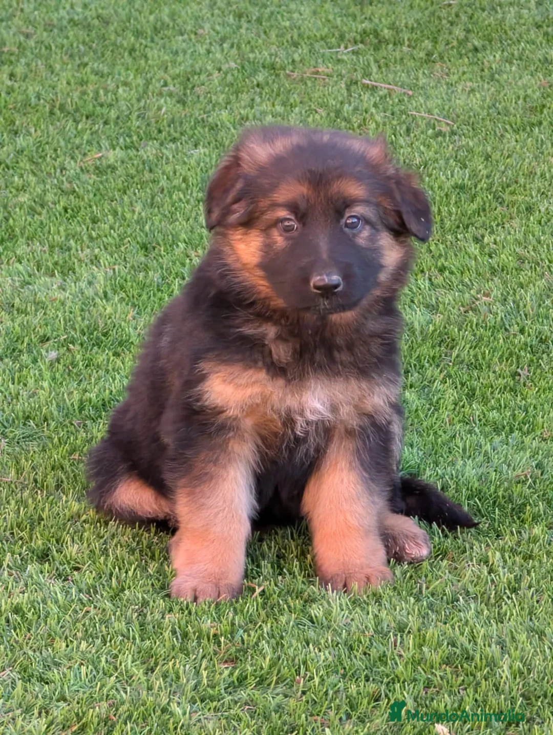 Pastor Alemán perros en venta: ULTIMO CACHORRO DISPONIBLE - Anuncio 3