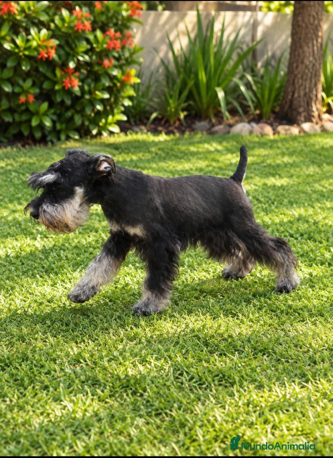 Schnauzer Miniatura perros Schnauzer Mini Negro y Plata  - Anuncio 2