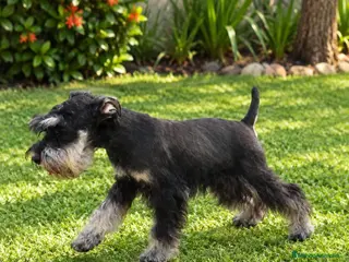 Schnauzer Miniatura perros Schnauzer Mini Negro y Plata - Anuncio 1