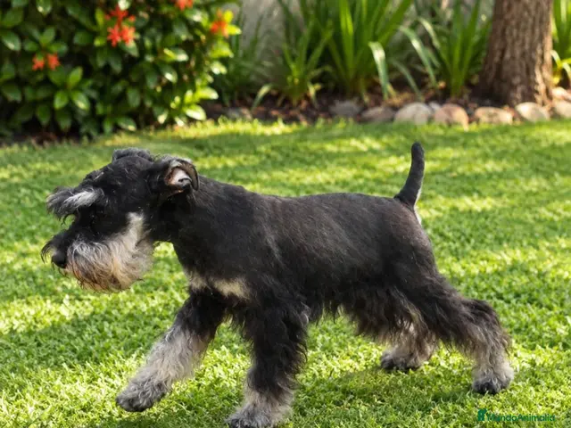Schnauzer Miniatura perros en venta: Schnauzer Mini Negro y Plata - Anuncio 1