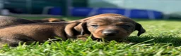 Teckel Miniatura perros en venta: Chocolate arlequín  - Anuncio 3
