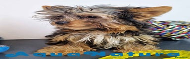 Yorkshire Terrier Macho