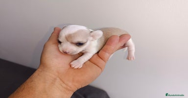 Chihuahua perros - Anuncio 3