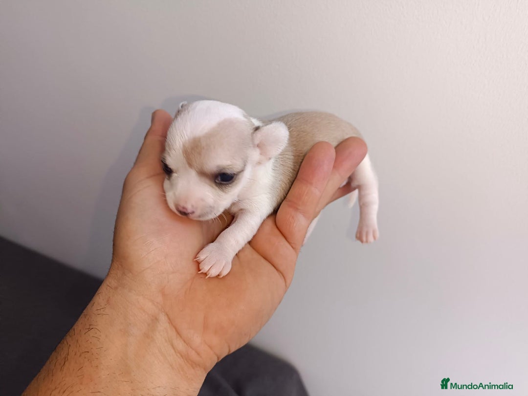 Chihuahua perros en venta: Chihuahua mini toy  - Imagen 2