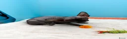 Sphynx gatos en venta: Gatitos Egipcios  - Anuncio 6