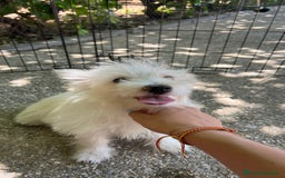 West Highland White Terrier perros en venta: Westy macho  - Imagen 2